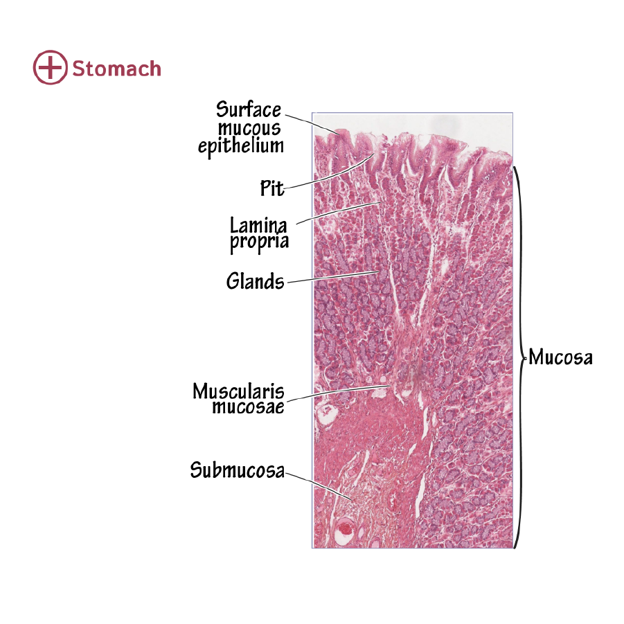 histology of stomach