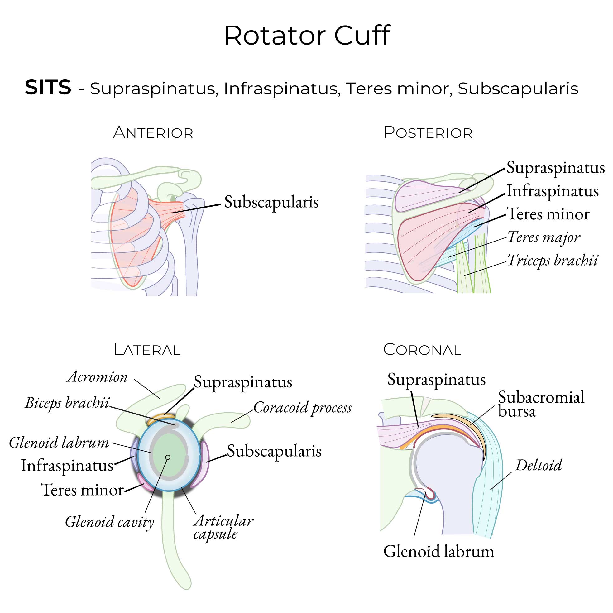 Rotator Cuff - Supraspinatus, Infraspinatus, Teres minor, Subscapularis