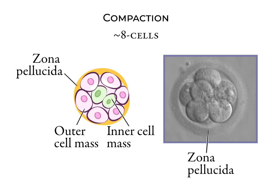 Embryo compaction