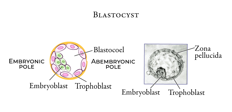 Blastocyst; Embryoblast & Trophoblast