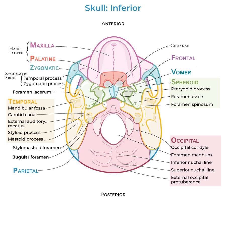 Inferior skull, skull foramina, jugular foramen, foramen magnum, carotid canal, sphenoid