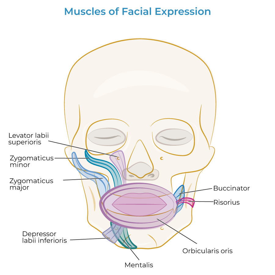 muscles facial expression, buccinator, risorius, mentalis, zygomaticus, labii
