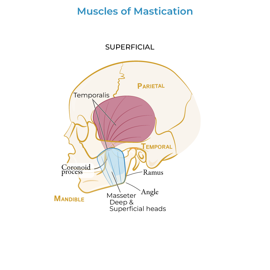 muscles of mastication, masseter, temporalis