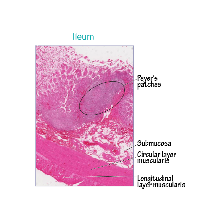 ileum histology