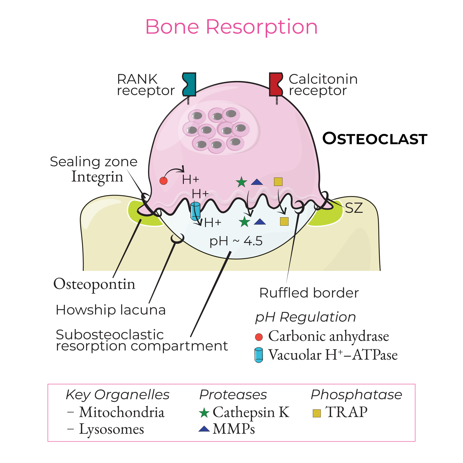 Gross Anatomy Bone Resorption Ditki Medical Biological Sciences