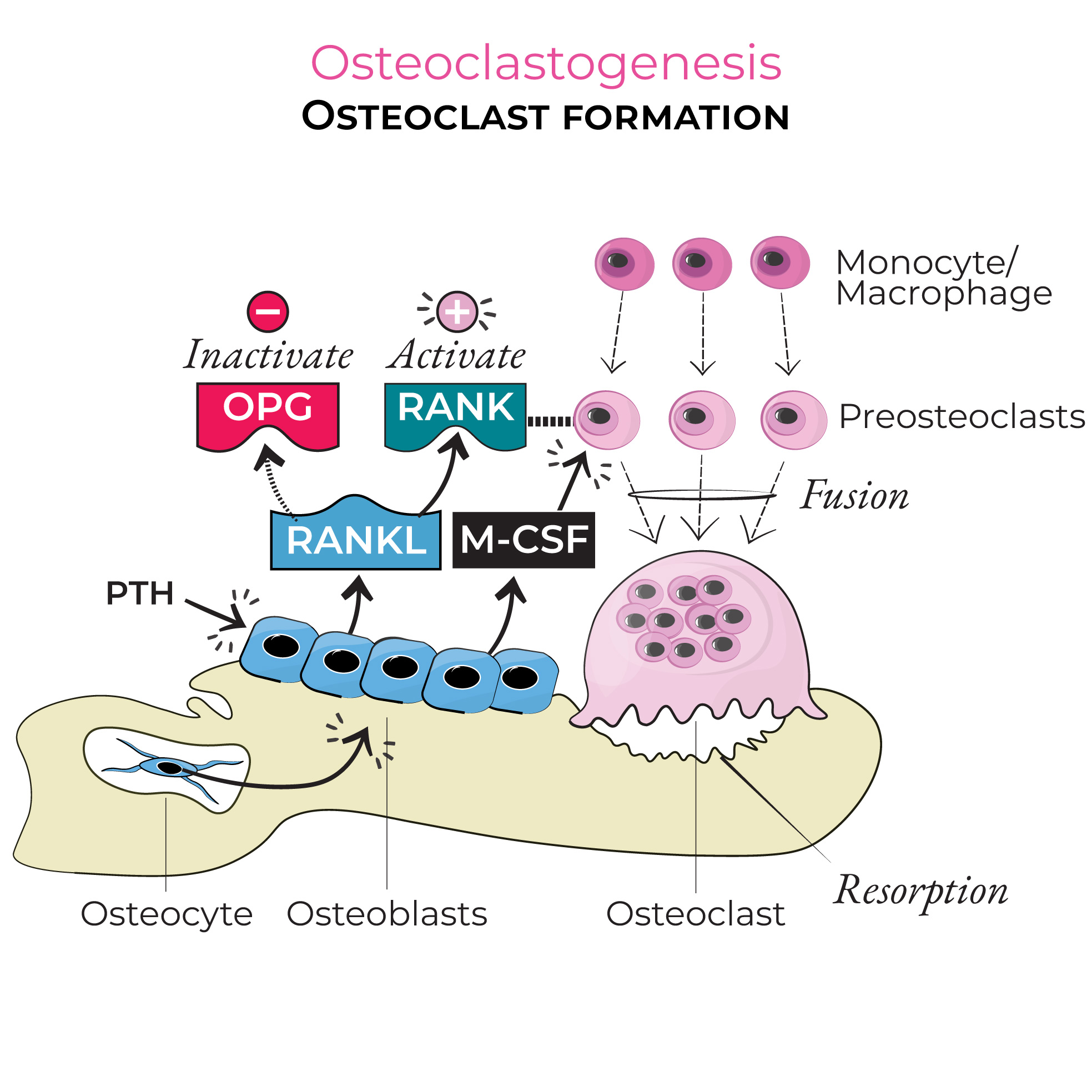 How Are Osteocytes Formed