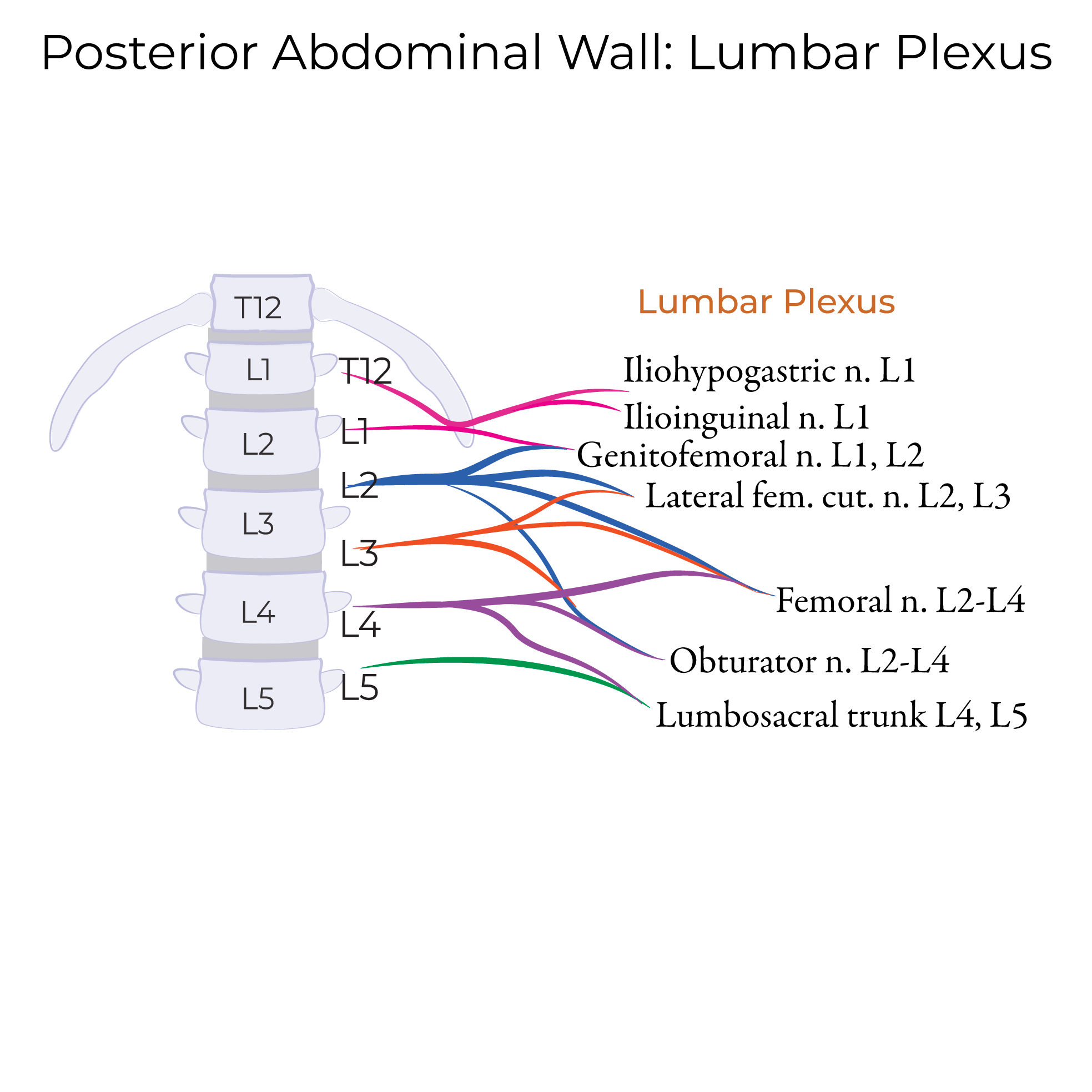 Lumbar plexus