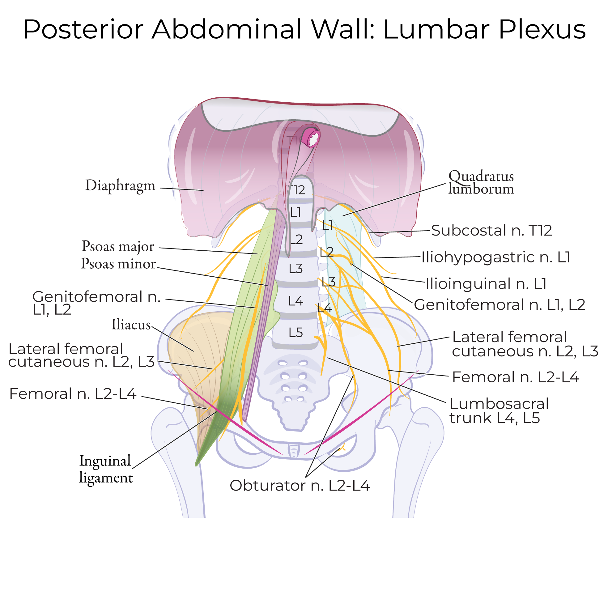 Lumbar plexus, femoral nerve, innervation lower extremity