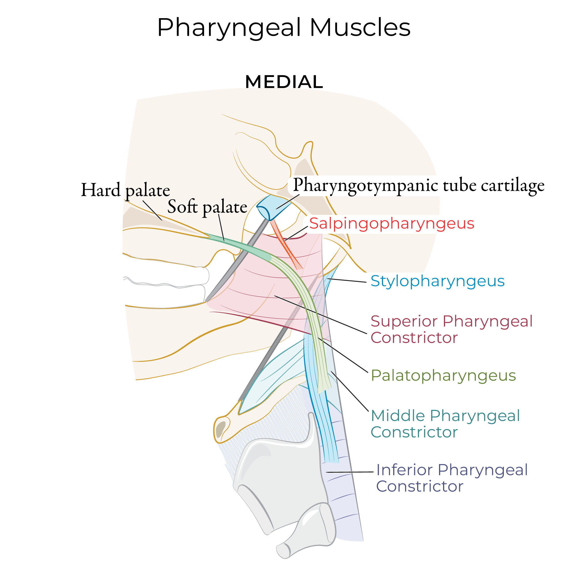Pharynx muscles