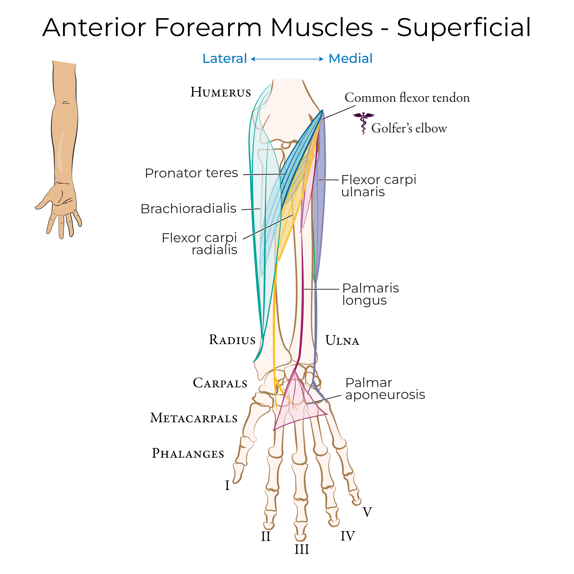 Anterior forearm muscles superfiical