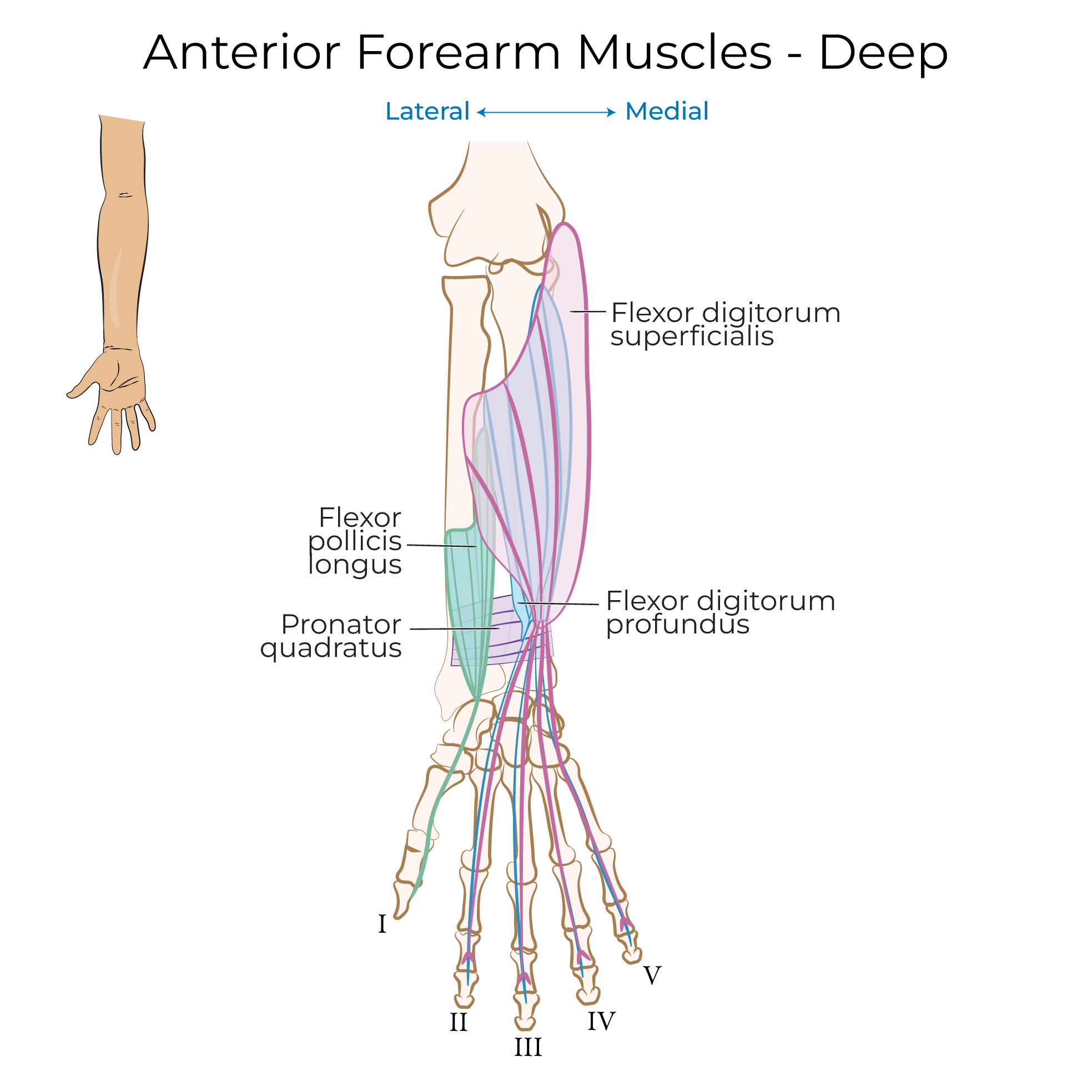 anterior forearm muscles deep