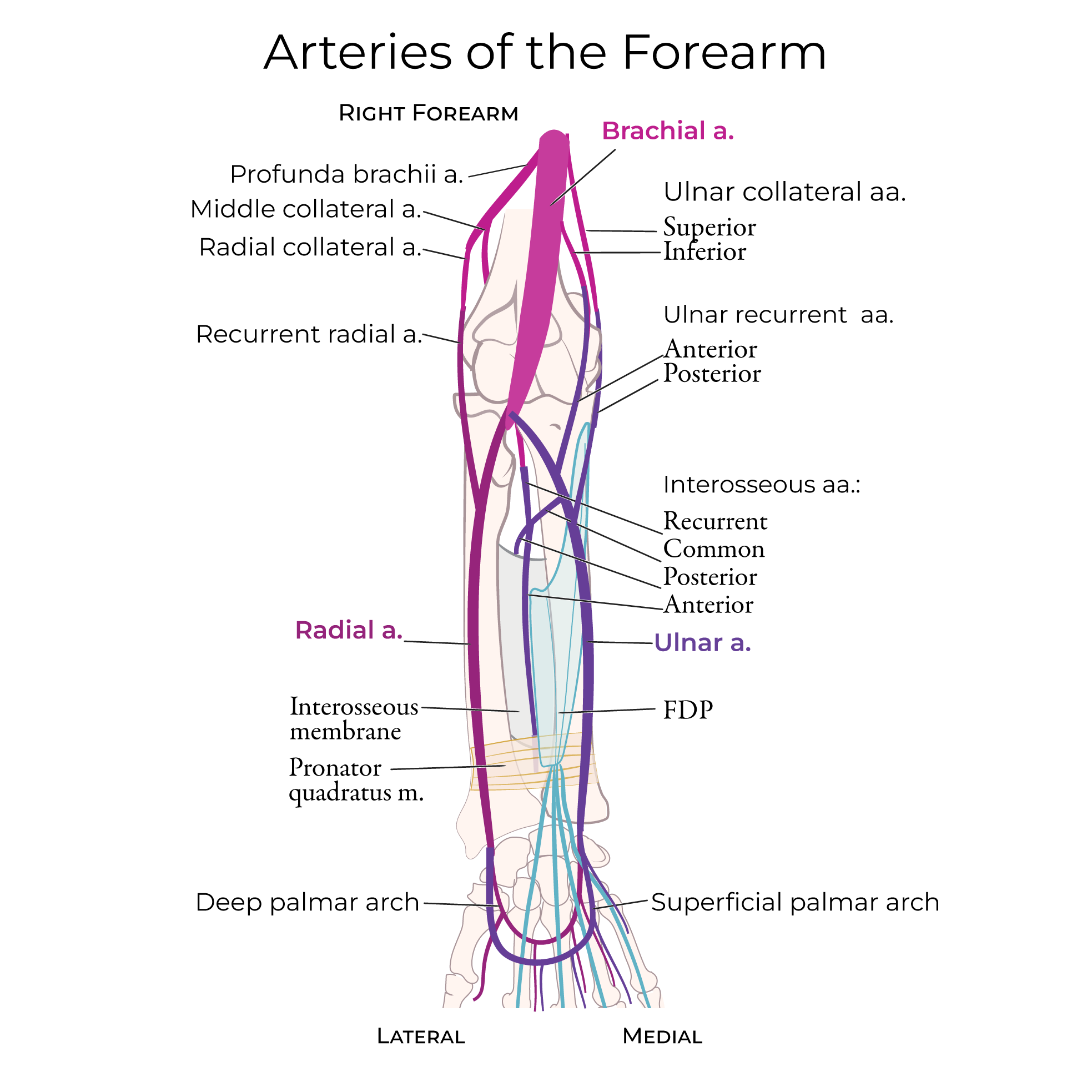 arteries of the upper limb