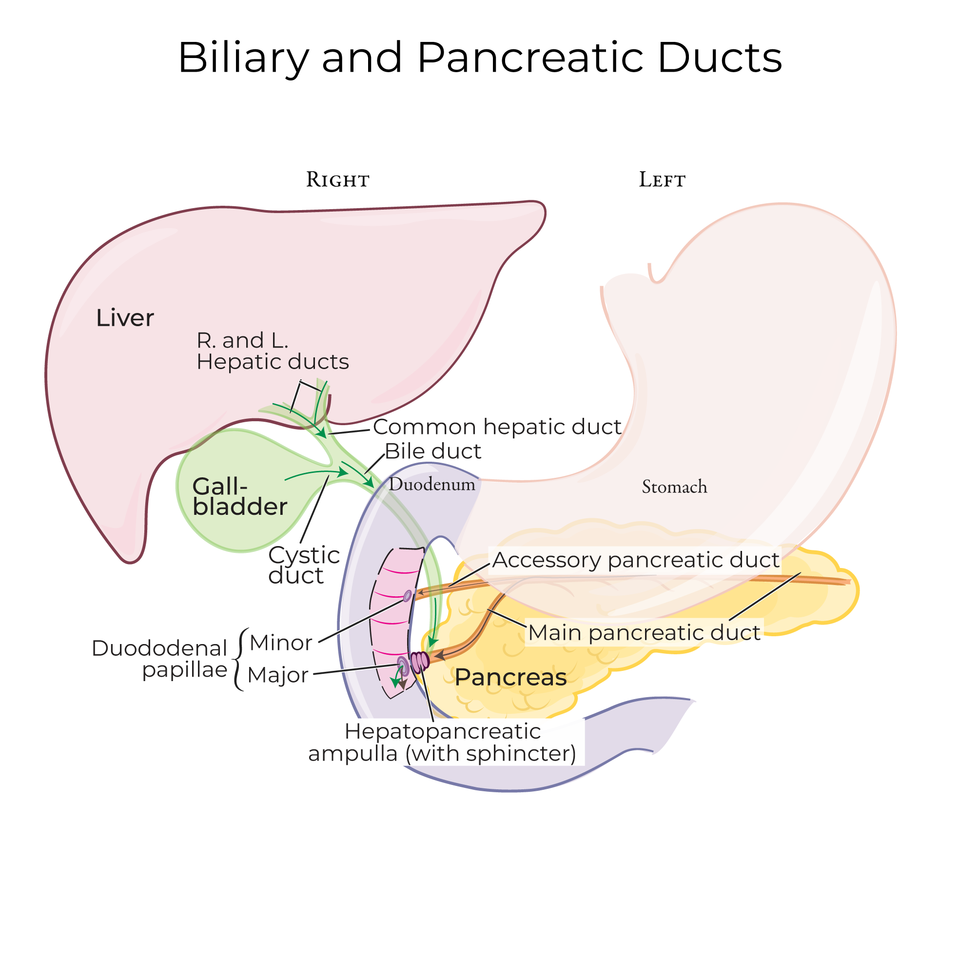 bilie and pancreatic ducts
