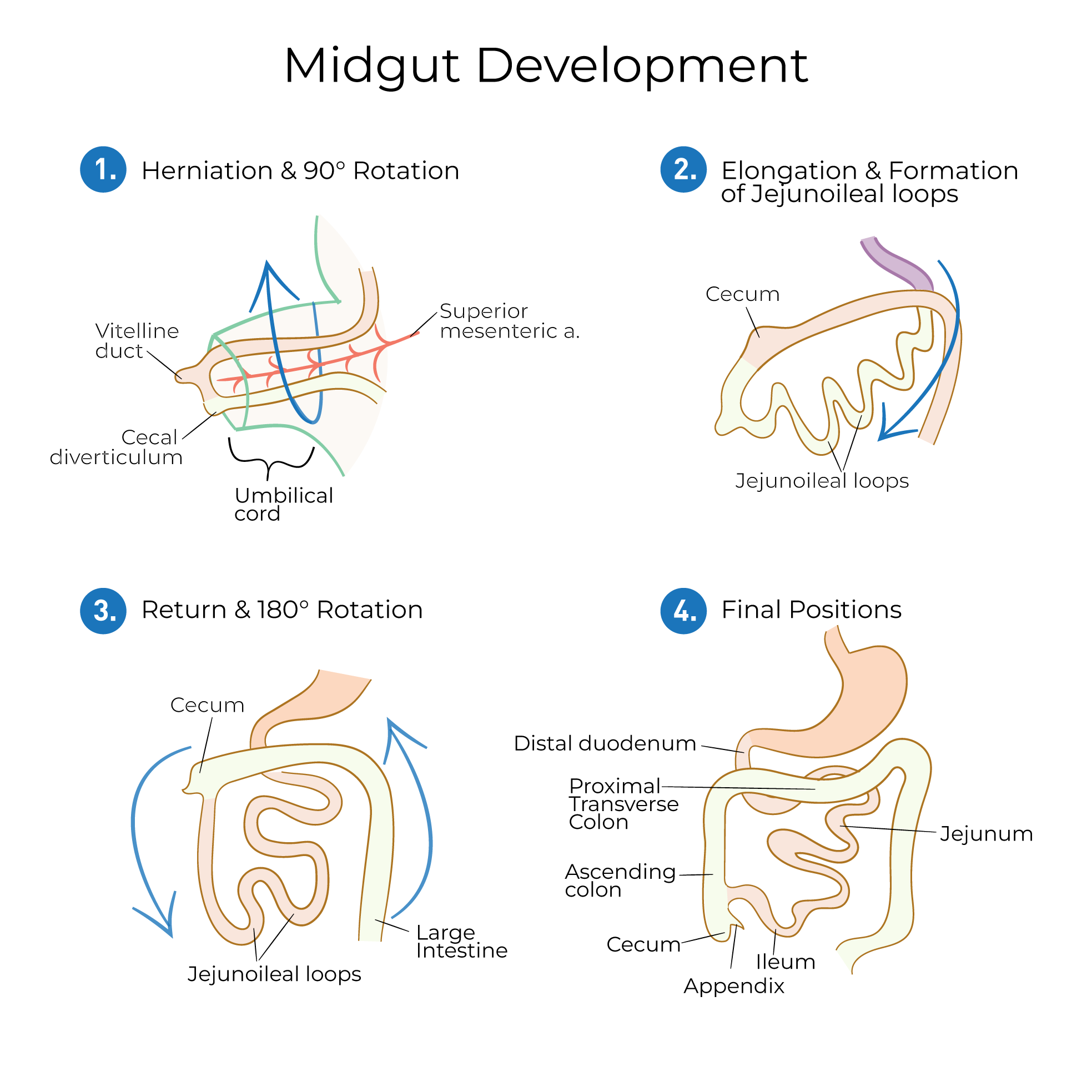 midgut development