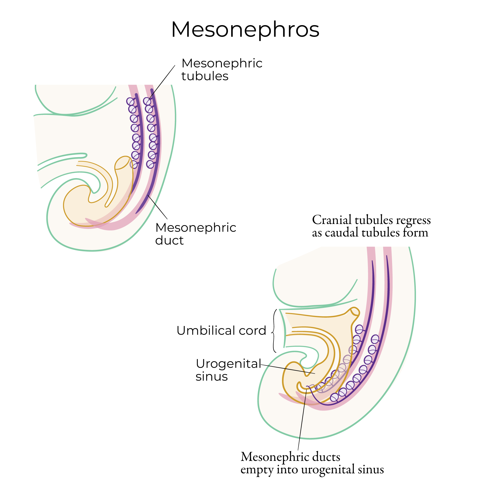 Mesonephros